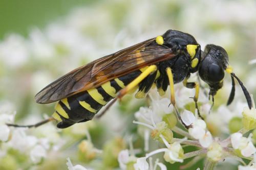 Réf. 212 566 : Tenthredo (marginella-thompsoni)